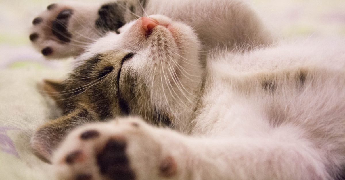 It’s National Cat Day! Here are some fun facts from Offerpad