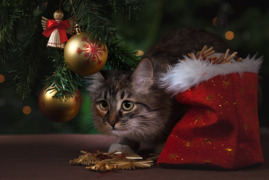 cat christmas offerpad