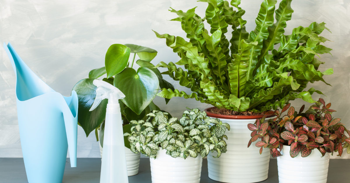 Houseplants are making a comeback – and I’m all in