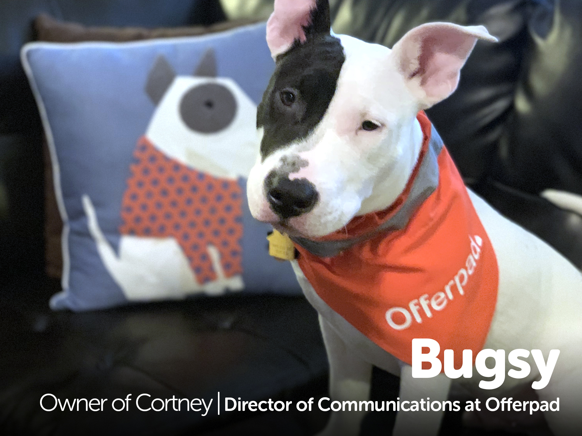Bugsy - Owner of Cortney