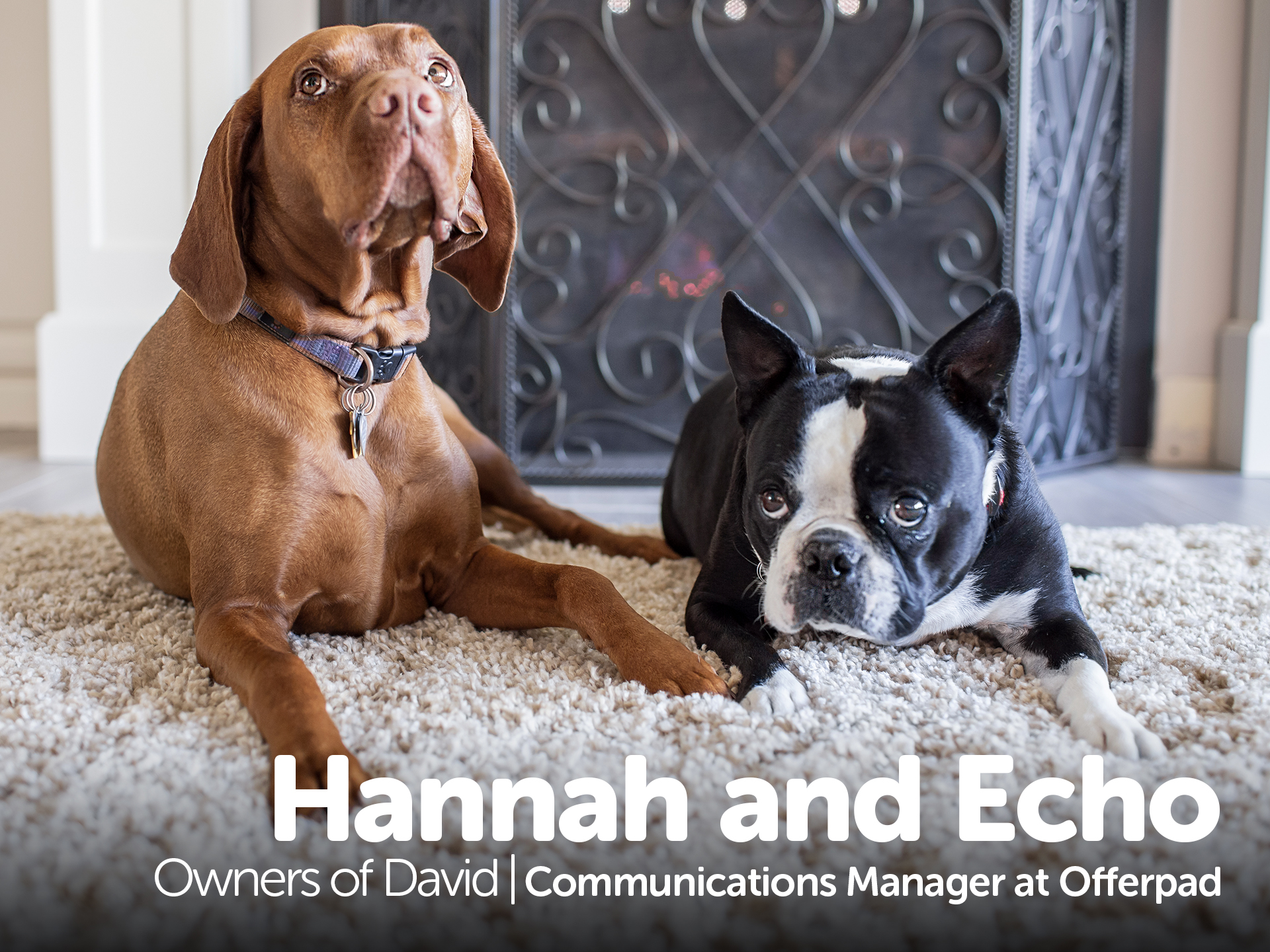 Hannah and Echo - Owner of David
