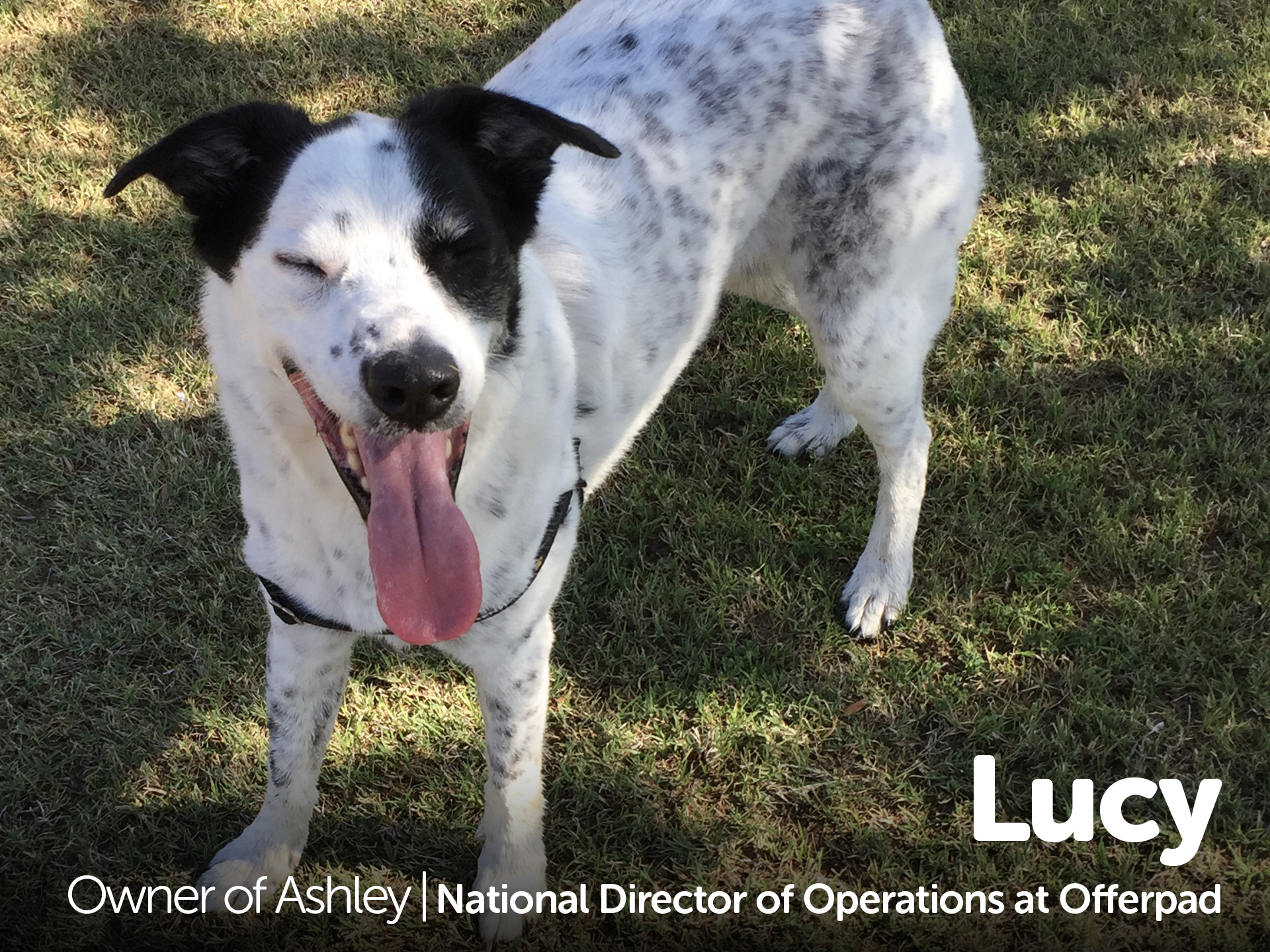 Lucy - Owner of Ashley 